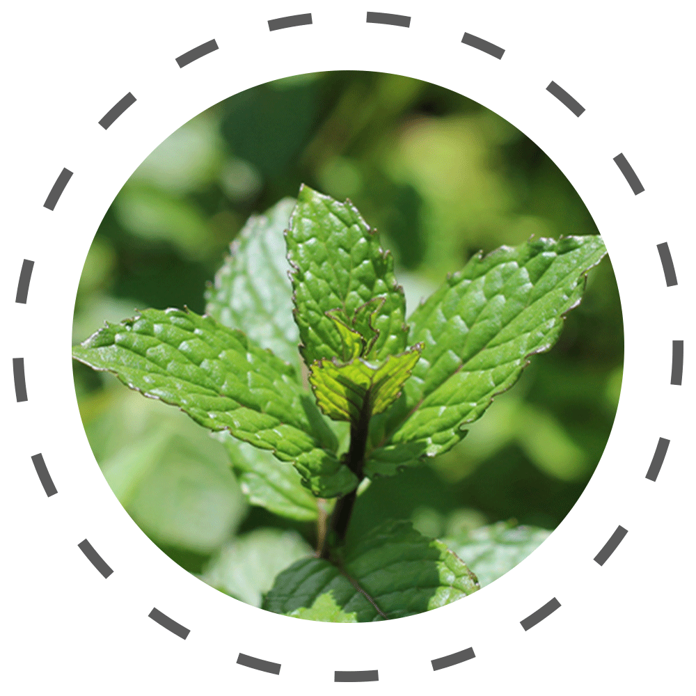 folliboost ingredient peppermint oil